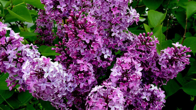 Purple flowers grass leaves blooming free wallpaper for desktop - medium preview image