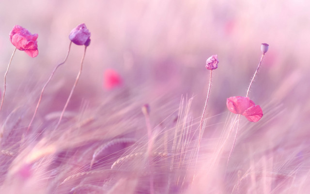 Pink flowers blurry background grass free wallpaper - medium preview image