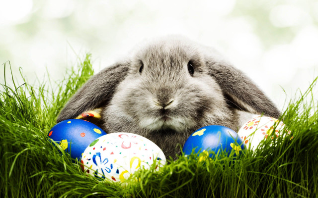 Rabbit sitting grass eggs mouth free wallpaper - medium preview image