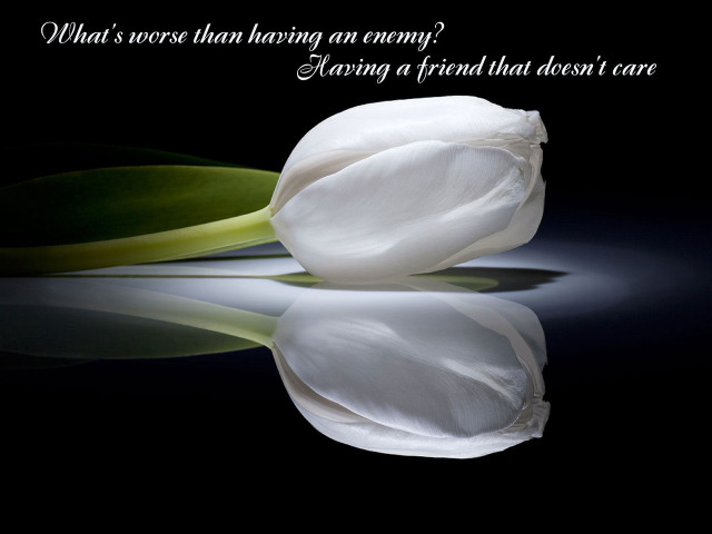 White flower quote on it free wallpaper - medium preview image
