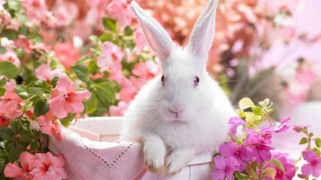 White rabbit basket pink flowers free wallpaper - medium preview image