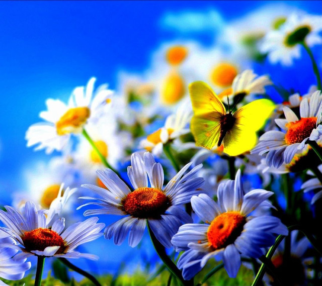Field daisies butterfly sky blue free wallpaper - medium preview image