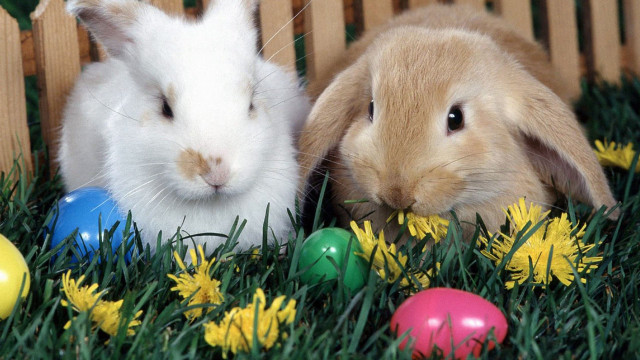 Rabbits grass flowers eggs basket #2 free wallpaper - medium preview image