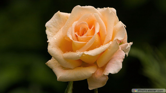 Yellow rose water droplets green free wallpaper - medium preview image