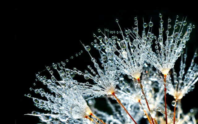 Dandelion close up water droplets free wallpaper - medium preview image