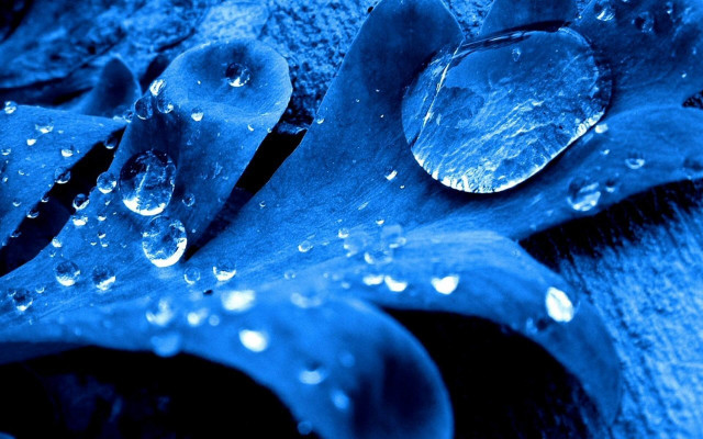 Blue flower water droplets towel free wallpaper - medium preview image