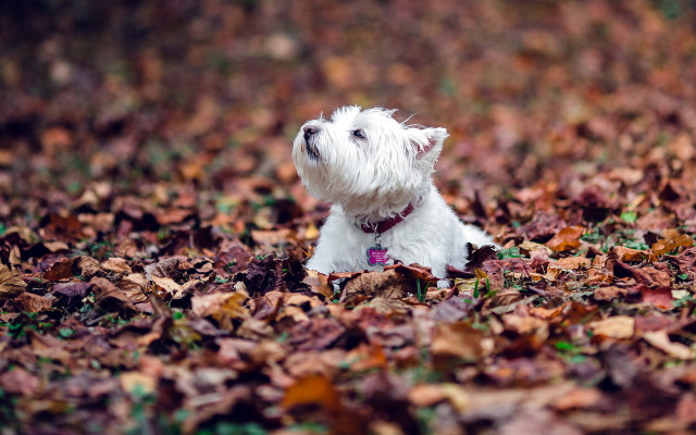 Small white dog leaves closed free wallpaper - medium preview image