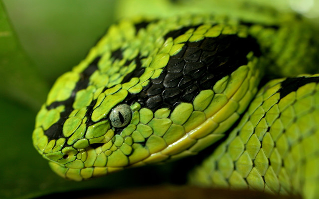 Green snake black spots head free wallpaper - medium preview image