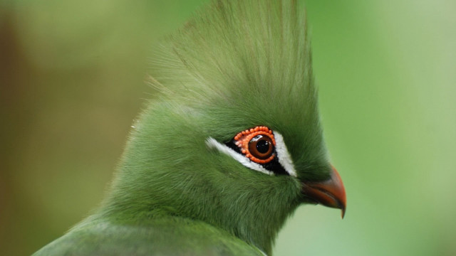 Green bird red eye long free wallpaper - medium preview image
