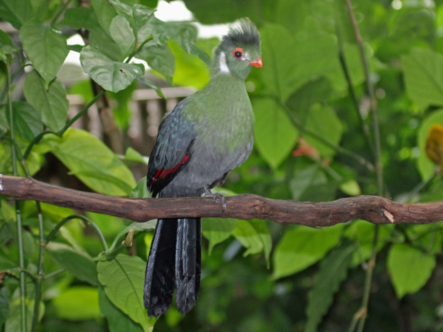 Bird mohawk branch tree leaves free wallpaper - medium preview image