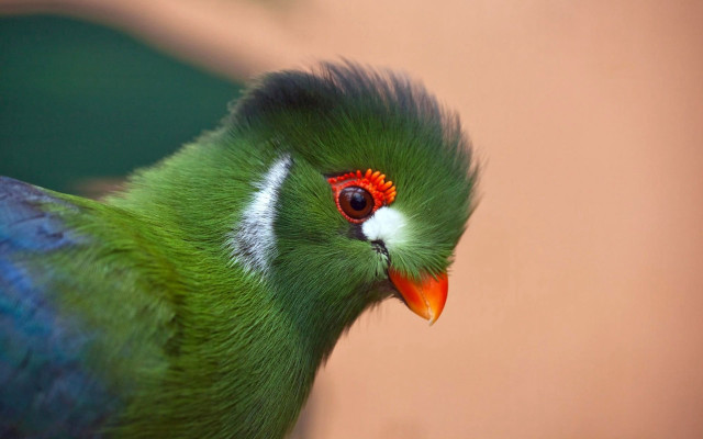 Green bird red eye white free wallpaper - medium preview image