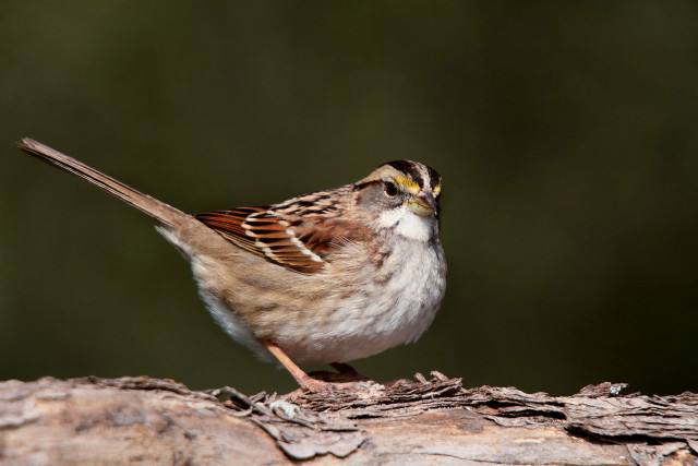 Small bird spread wings macro free wallpaper - medium preview image