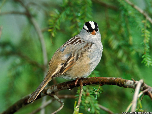 Bird perched branch green leaves free wallpaper - medium preview image