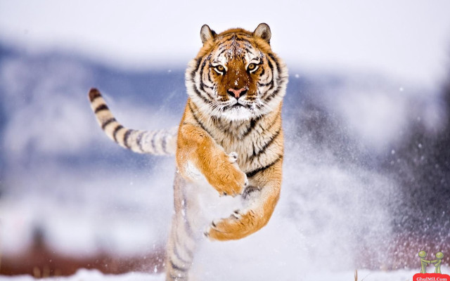 Tiger running snow wild paws #3 free wallpaper - medium preview image
