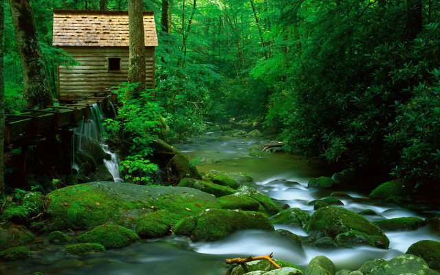 Stream lush forest rocks trees free wallpaper - medium preview image