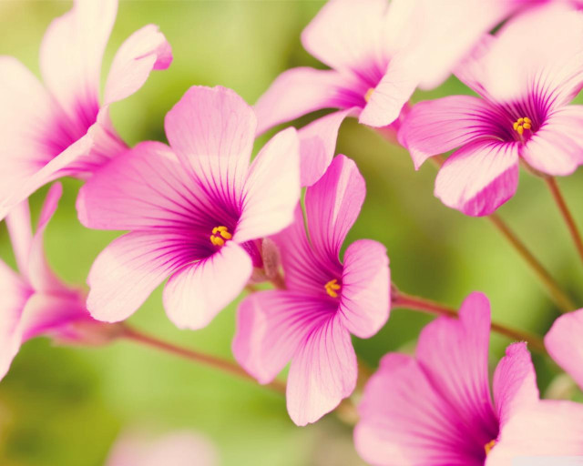 Pink flowers green background blurry free wallpaper - medium preview image