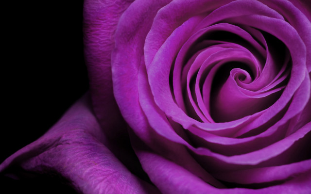 Purple rose macro neo romanticism free wallpaper - medium preview image