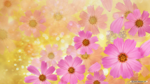Pink flowers yellow background blurry free wallpaper - medium preview image