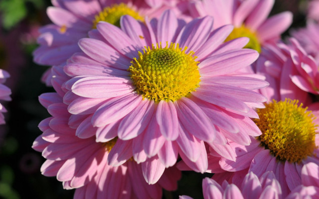 Pink yellow petals macro photorealism free wallpaper - medium preview image