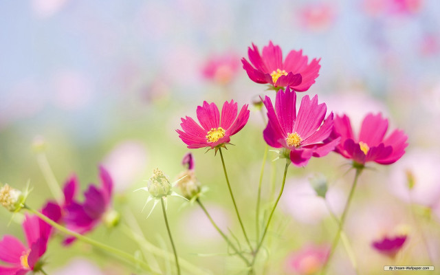 Pink flowers grass sky background free wallpaper - medium preview image