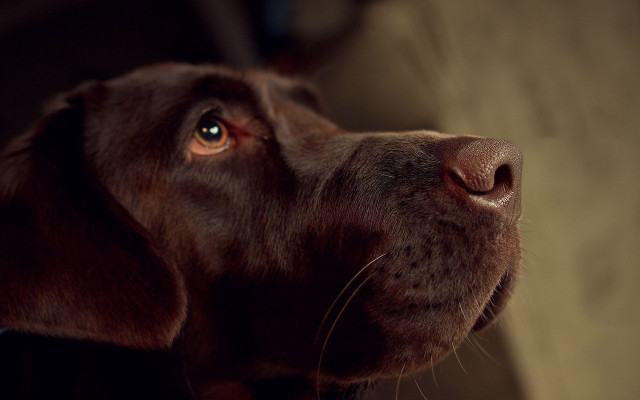 Dog closeup brown background light free wallpaper - medium preview image