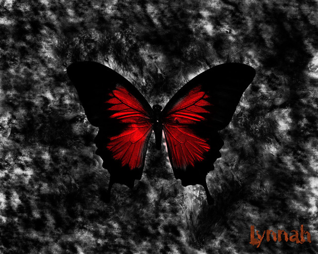 Red butterfly black wings lyndall #2 free wallpaper - medium preview image