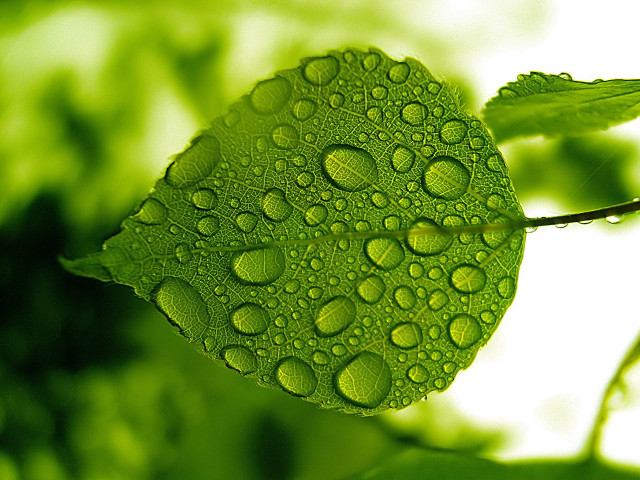 Green leaf water drops white free wallpaper - medium preview image
