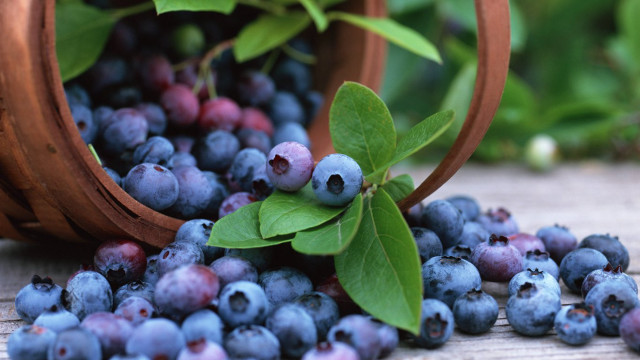 Basket blueberries leaves table ground free wallpaper for desktop - medium preview image