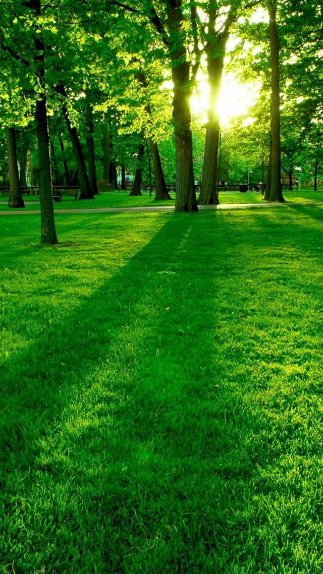 Grassy field trees background photo free wallpaper - medium preview image