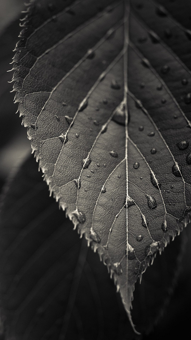 Leaf water drops black white free wallpaper - medium preview image
