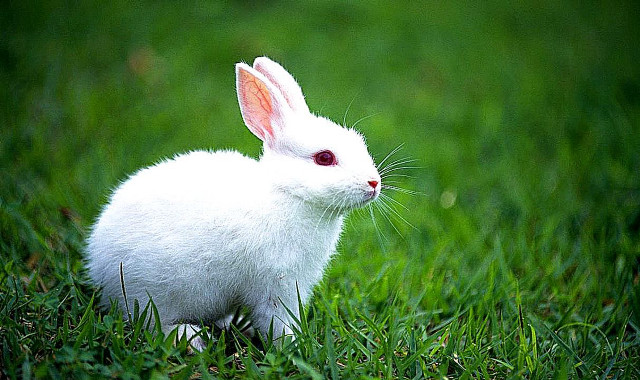 White rabbit grass looking camera free wallpaper - medium preview image