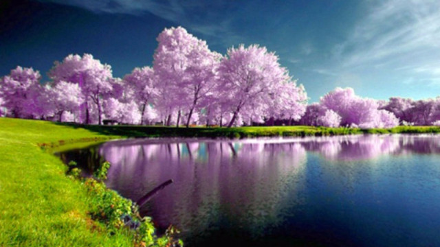 Lake trees bloom blue sky #2 free wallpaper - medium preview image