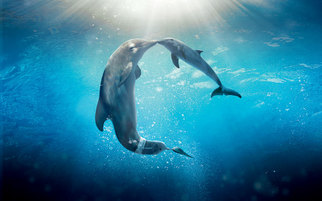 Dolphins swimming ocean sunlight bubbles free wallpaper - medium preview image