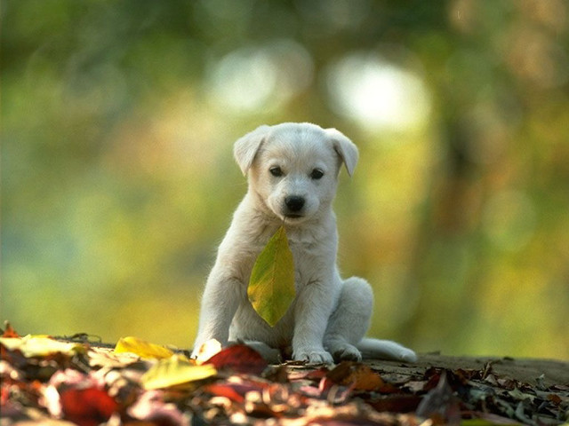 Puppy sitting pile leaves leaf free wallpaper - medium preview image