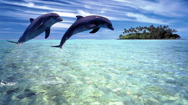Dolphins jumping water island ocean free wallpaper - medium preview image
