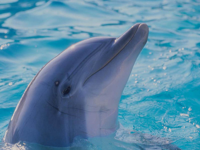 Dolphin swimming pool water mouth free wallpaper - medium preview image