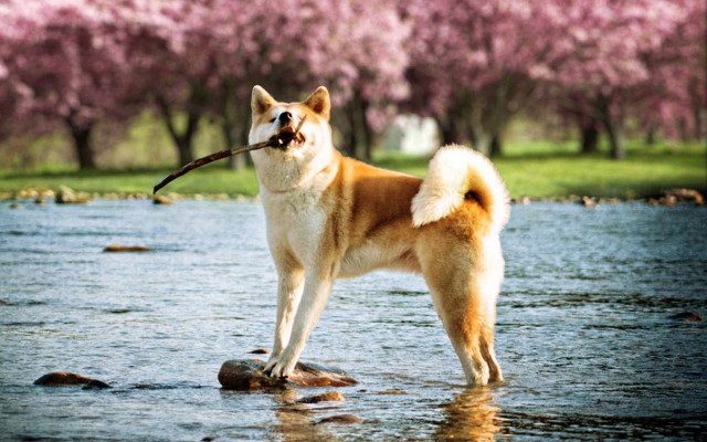 Dog standing rock river stick #2 free wallpaper - medium preview image