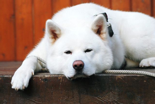 White dog wooden surface rope free wallpaper - medium preview image