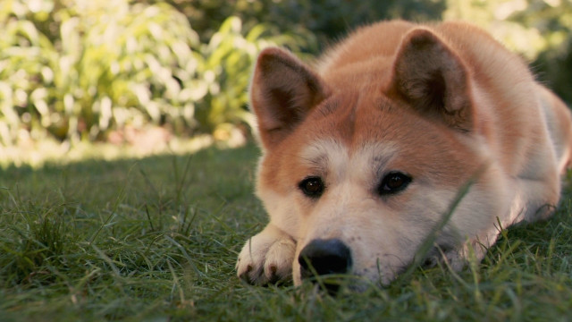 Dog laying grass sad look free wallpaper - medium preview image
