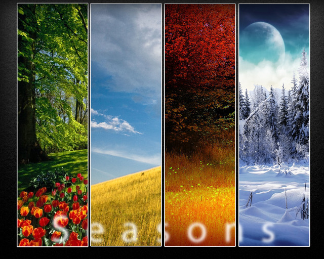 Trees flowers series four pictures free wallpaper - medium preview image