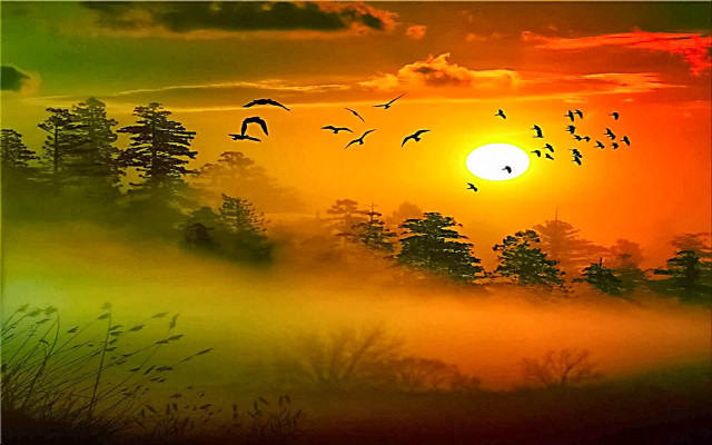 Sunset birds fog mystical colors free wallpaper - medium preview image