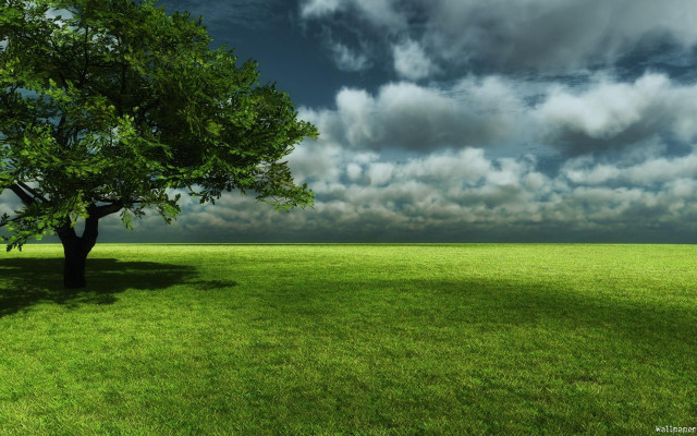 Tree field cloudy sky green #4 free wallpaper - medium preview image
