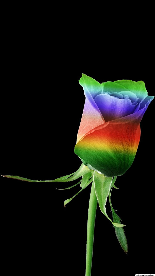 Rainbow colored rose black background free wallpaper - medium preview image