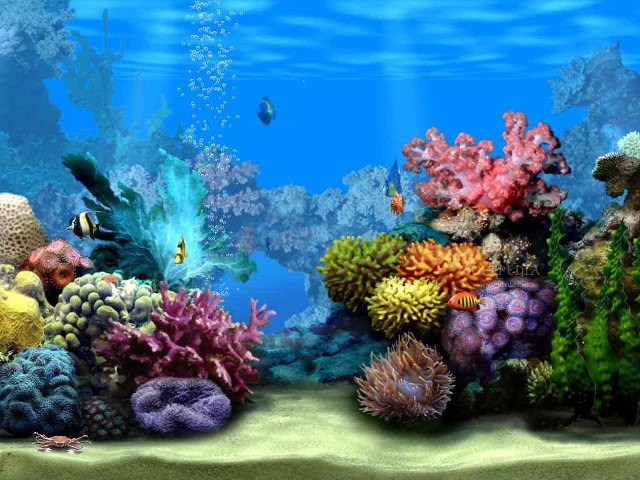 Colorful coral reef fish underwater free wallpaper - medium preview image
