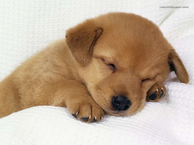 Puppy sleeping white blanket owner free wallpaper - medium preview image