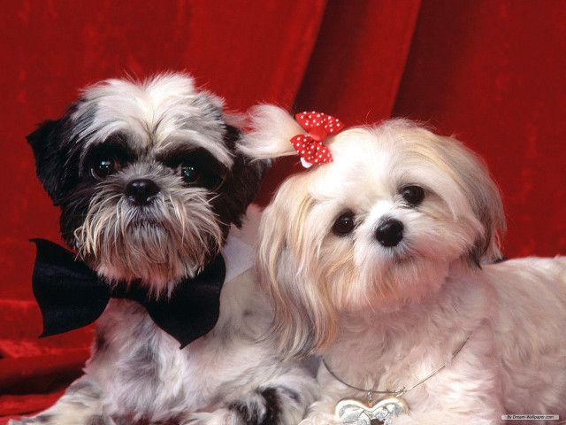 Small dogs bows bow ties free wallpaper - medium preview image