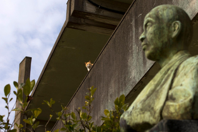 Statue man cat building bird free wallpaper - medium preview image
