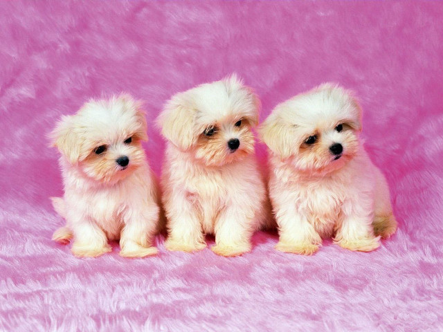 Three small white dogs pink #2 free wallpaper - medium preview image