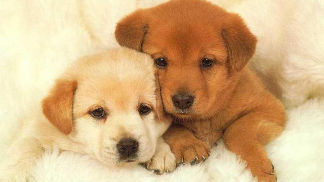Two puppies laying white blanket free wallpaper - medium preview image