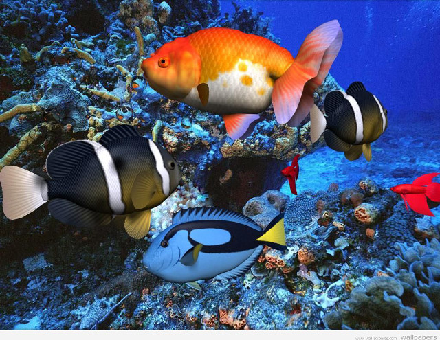 Fish aquarium corals seaweeds swimming free wallpaper - medium preview image